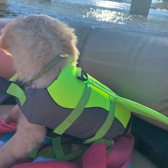 Puppy Lifejacket - Picture 2 of 2